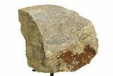 Fossil Triceratops Limb Section w/ Metal Stand - South Dakota #354340-1